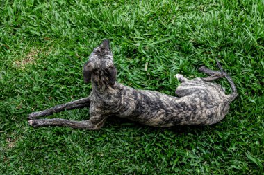 Kamçılı tazı köpeği. Kırbaç Tazı