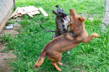 Kamçılı tazı köpeği. Kırbaç Tazı