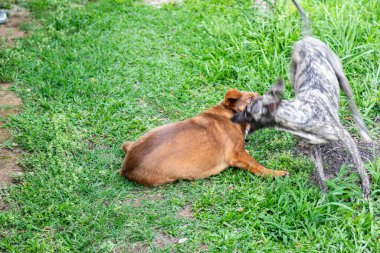 Kamçılı tazı köpeği. Kırbaç Tazı