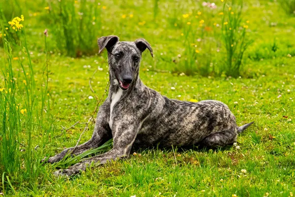 Kamçılı tazı köpeği. Kırbaç Tazı