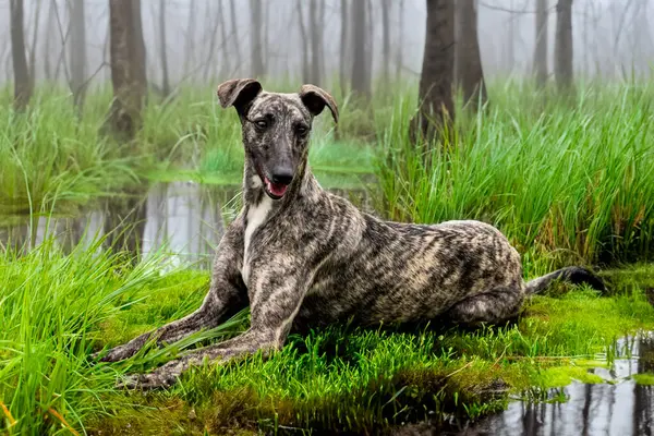 Kamçılı tazı köpeği. Kırbaç Tazı