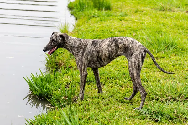 Kamçılı tazı köpeği. Kırbaç Tazı