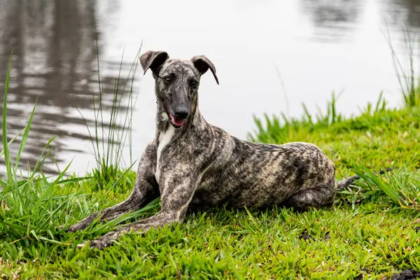 Kamçılı tazı köpeği. Kırbaç Tazı