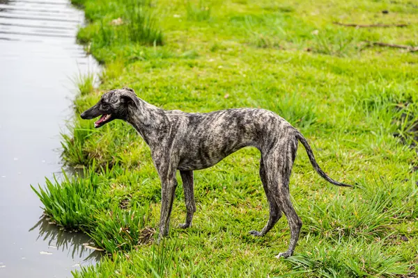 Kamçılı tazı köpeği. Kırbaç Tazı