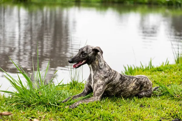 Kamçılı tazı köpeği. Kırbaç Tazı