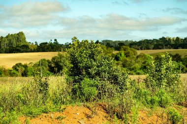 Doğal çiftleşme bitkisi Ilex Paraguariensis organik ve sürdürülebilir bir sisteme yerleştirildi