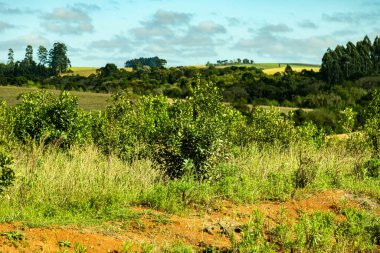 Doğal çiftleşme bitkisi Ilex Paraguariensis organik ve sürdürülebilir bir sisteme yerleştirildi