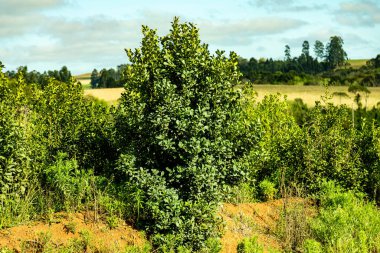 Native mate herb Ilex paraguariensis planted in an organic and sustainable system clipart