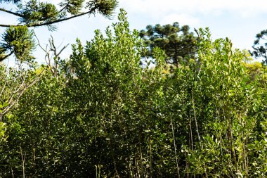 Doğal çiftleşme bitkisi Ilex Paraguariensis organik ve sürdürülebilir bir sisteme yerleştirildi