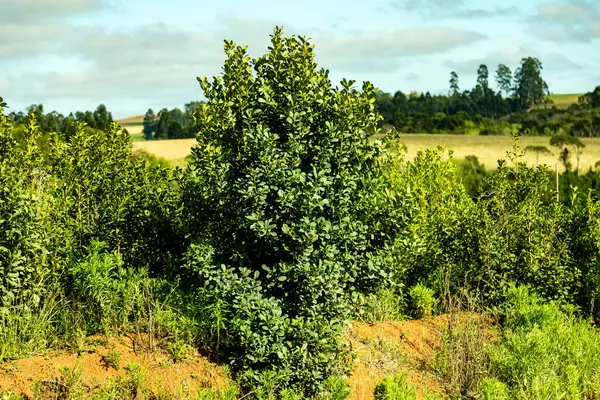 Doğal çiftleşme bitkisi Ilex Paraguariensis organik ve sürdürülebilir bir sisteme yerleştirildi
