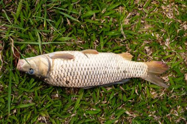 Güzel yaban sazanı tropikal Brezilya göletinde avlandı.