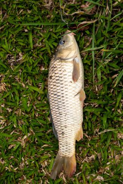 Güzel yaban sazanı tropikal Brezilya göletinde avlandı.