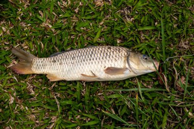 Güzel yaban sazanı tropikal Brezilya göletinde avlandı.
