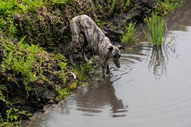 Kamçılı tazı köpeği. Kırbaç Tazı