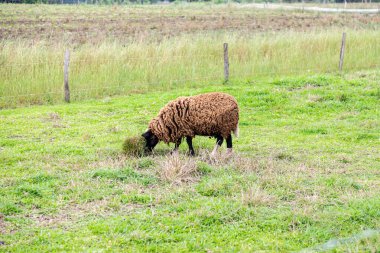 Seçici odak ve bulanık arka planda otlayan izole koyunlar.