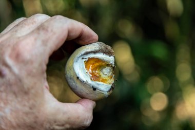 Çok nadir ve egzotik ahşap bambu mantarı, bilimin bilmediği.