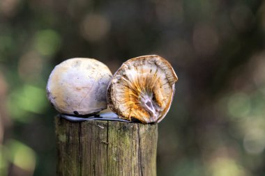 Çok nadir ve egzotik ahşap bambu mantarı, bilimin bilmediği.