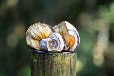 Çok nadir ve egzotik ahşap bambu mantarı, bilimin bilmediği.