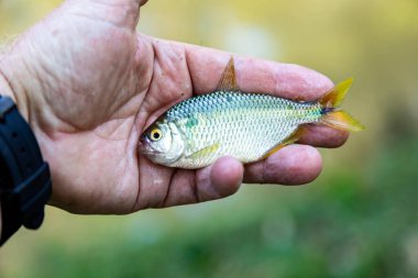 Bir Brezilya Sarı Kuyruklu Lambari (Astyanax altiparanae) - Tatlı Su Balığı