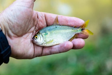 Bir Brezilya Sarı Kuyruklu Lambari (Astyanax altiparanae) - Tatlı Su Balığı