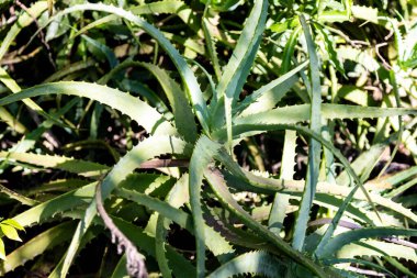 Aloe vera 'nın portresi (Aloe barbadensis Milleer) binlerce yıldır bilinen ve saç gübresi, yara iyileştirici ve cilt bakımı için kullanılan bir bitki türüdür..