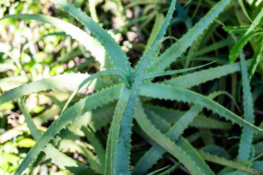 Aloe vera 'nın portresi (Aloe barbadensis Milleer) binlerce yıldır bilinen ve saç gübresi, yara iyileştirici ve cilt bakımı için kullanılan bir bitki türüdür..