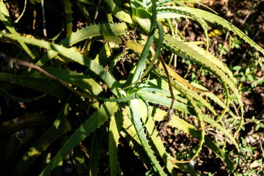 Aloe vera 'nın portresi (Aloe barbadensis Milleer) binlerce yıldır bilinen ve saç gübresi, yara iyileştirici ve cilt bakımı için kullanılan bir bitki türüdür..