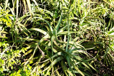 Aloe vera 'nın portresi (Aloe barbadensis Milleer) binlerce yıldır bilinen ve saç gübresi, yara iyileştirici ve cilt bakımı için kullanılan bir bitki türüdür..