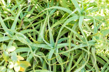 Aloe vera 'nın portresi (Aloe barbadensis Milleer) binlerce yıldır bilinen ve saç gübresi, yara iyileştirici ve cilt bakımı için kullanılan bir bitki türüdür..