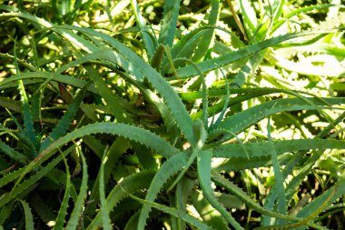 Aloe vera 'nın portresi (Aloe barbadensis Milleer) binlerce yıldır bilinen ve saç gübresi, yara iyileştirici ve cilt bakımı için kullanılan bir bitki türüdür..