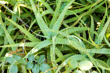 Aloe vera 'nın portresi (Aloe barbadensis Milleer) binlerce yıldır bilinen ve saç gübresi, yara iyileştirici ve cilt bakımı için kullanılan bir bitki türüdür..