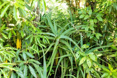 Aloe vera 'nın portresi (Aloe barbadensis Milleer) binlerce yıldır bilinen ve saç gübresi, yara iyileştirici ve cilt bakımı için kullanılan bir bitki türüdür..