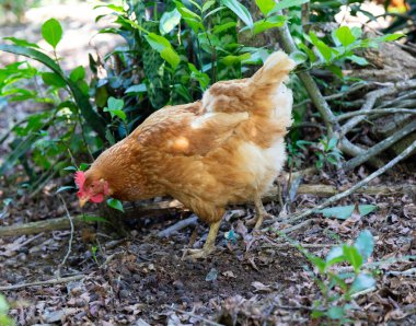 Doğal ve sürdürülebilir yetiştirilmiş tipik serbest tarım tavukları..