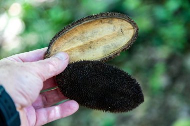 AMPHIPHIUM CRUCIGERUM bitkisi halk arasında micou tarağı ya da maymun tarağı olarak bilinir.