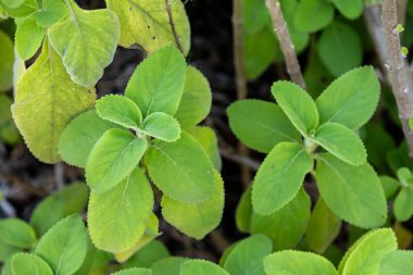 Bahçedeki organik tıbbi boldo bitkisi