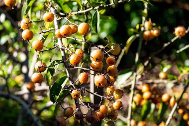 Ora-pro-nbis Pereskia aculeata. Yüzeyinde olgun meyve ve dikenler var.