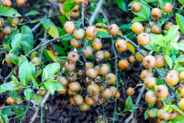 Ora-pro-nbis Pereskia aculeata. Yüzeyinde olgun meyve ve dikenler var.