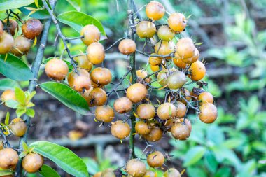 Ora-pro-nbis Pereskia aculeata with ripe fruits and thorns on the surface clipart