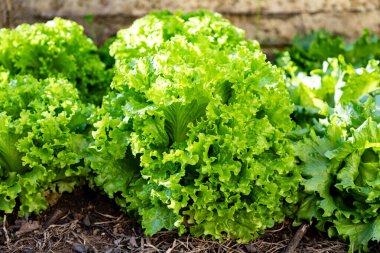 Sebze bahçesine ekilmiş organik marul.