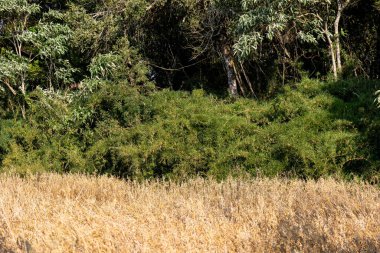 Yulaf tarlası (Avena sativa ve Avena byzantina) büyük güneşli bir tarlada