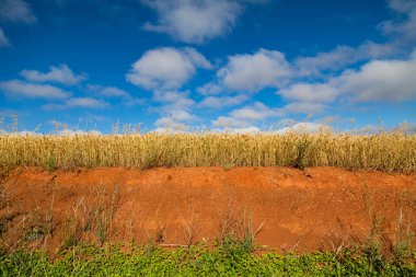 Yulaf tarlası (Avena sativa ve Avena byzantina) büyük güneşli bir tarlada