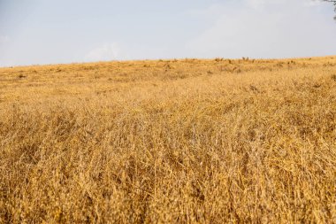 Yulaf tarlası (Avena sativa ve Avena byzantina) büyük güneşli bir tarlada