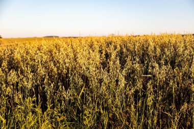 Yulaf tarlası (Avena sativa ve Avena byzantina) büyük güneşli bir tarlada