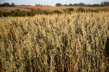 Yulaf tarlası (Avena sativa ve Avena byzantina) büyük güneşli bir tarlada