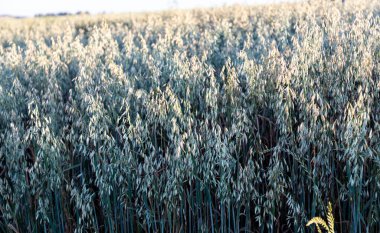 Oat plantation (Avena sativa and Avena byzantina) in a large sunny field clipart