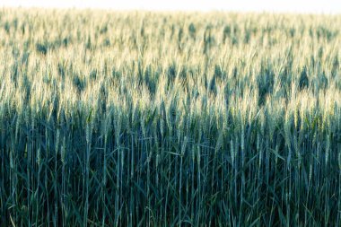 Geniş, güneşli bir tarlada buğday tarlası ve güzel doğal manzarası var.