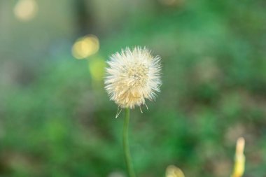 Yeşil arkaplanda Karahindiba tüyleri (Taraxacum)