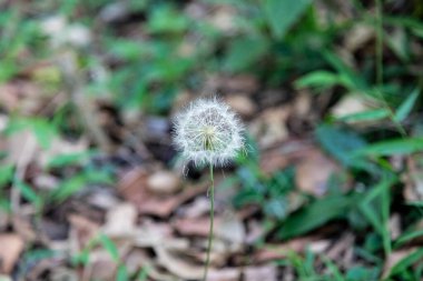 Yeşil arkaplanda Karahindiba tüyleri (Taraxacum)