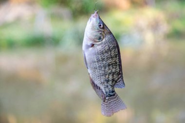 Tatlı su tilapia balığı oltaya takıldı.