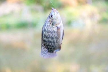 Tatlı su tilapia balığı oltaya takıldı.